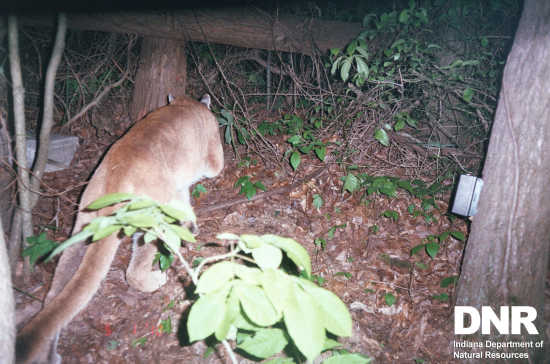 Colorado mountain lions hit with new hunting plan as people spread